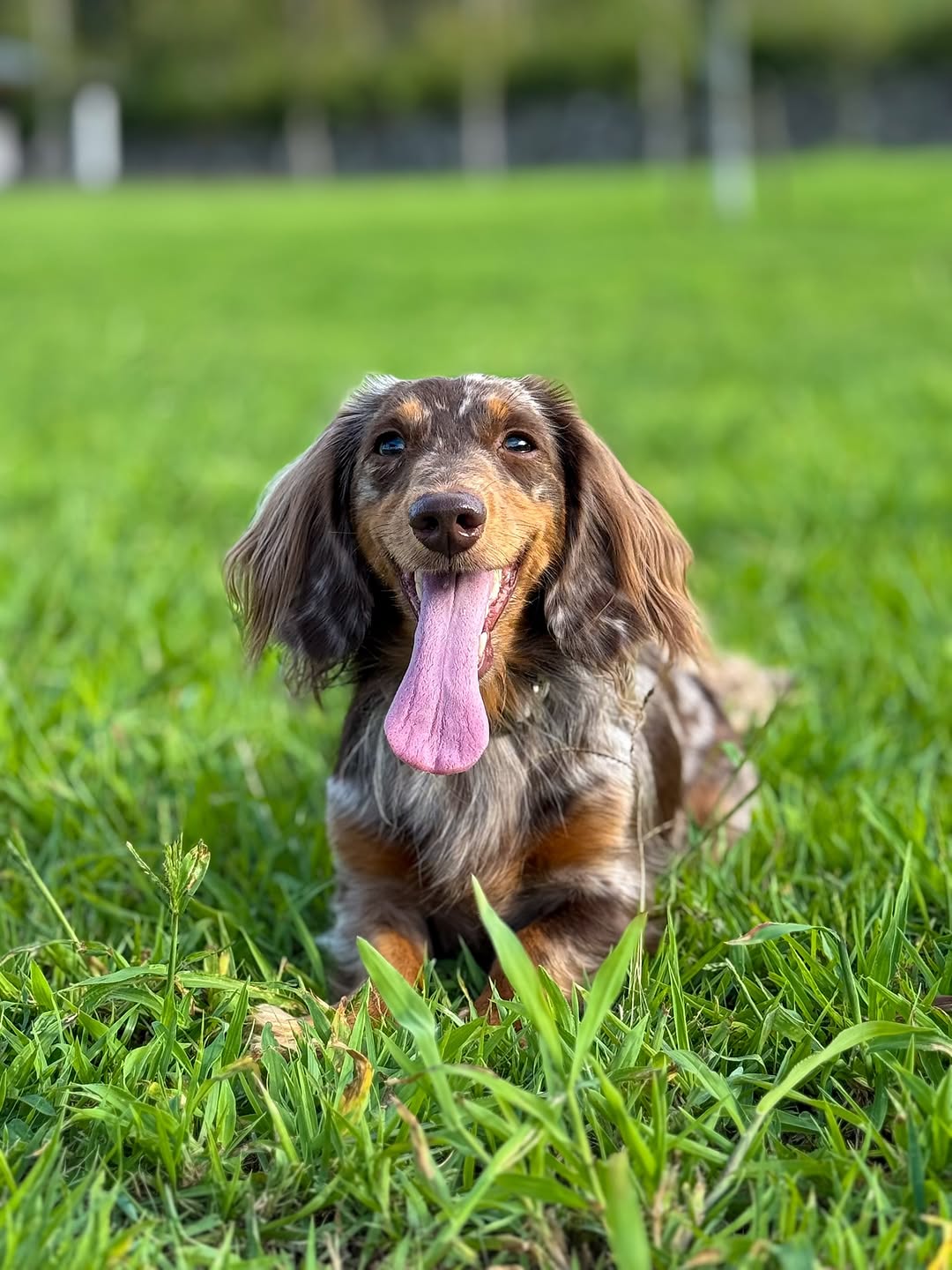 Teacup Dachshund puppy