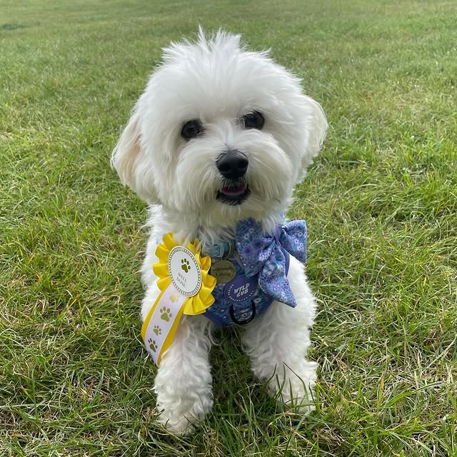 Teacup Maltese puppy