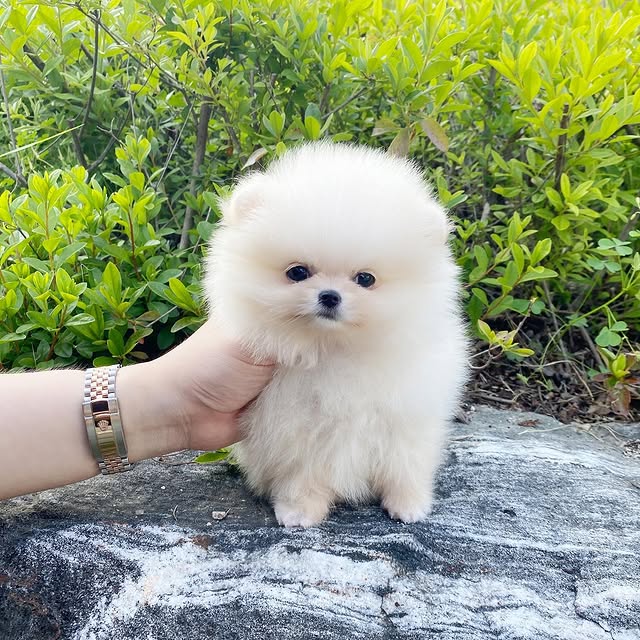 Teacup Pomeranian puppy