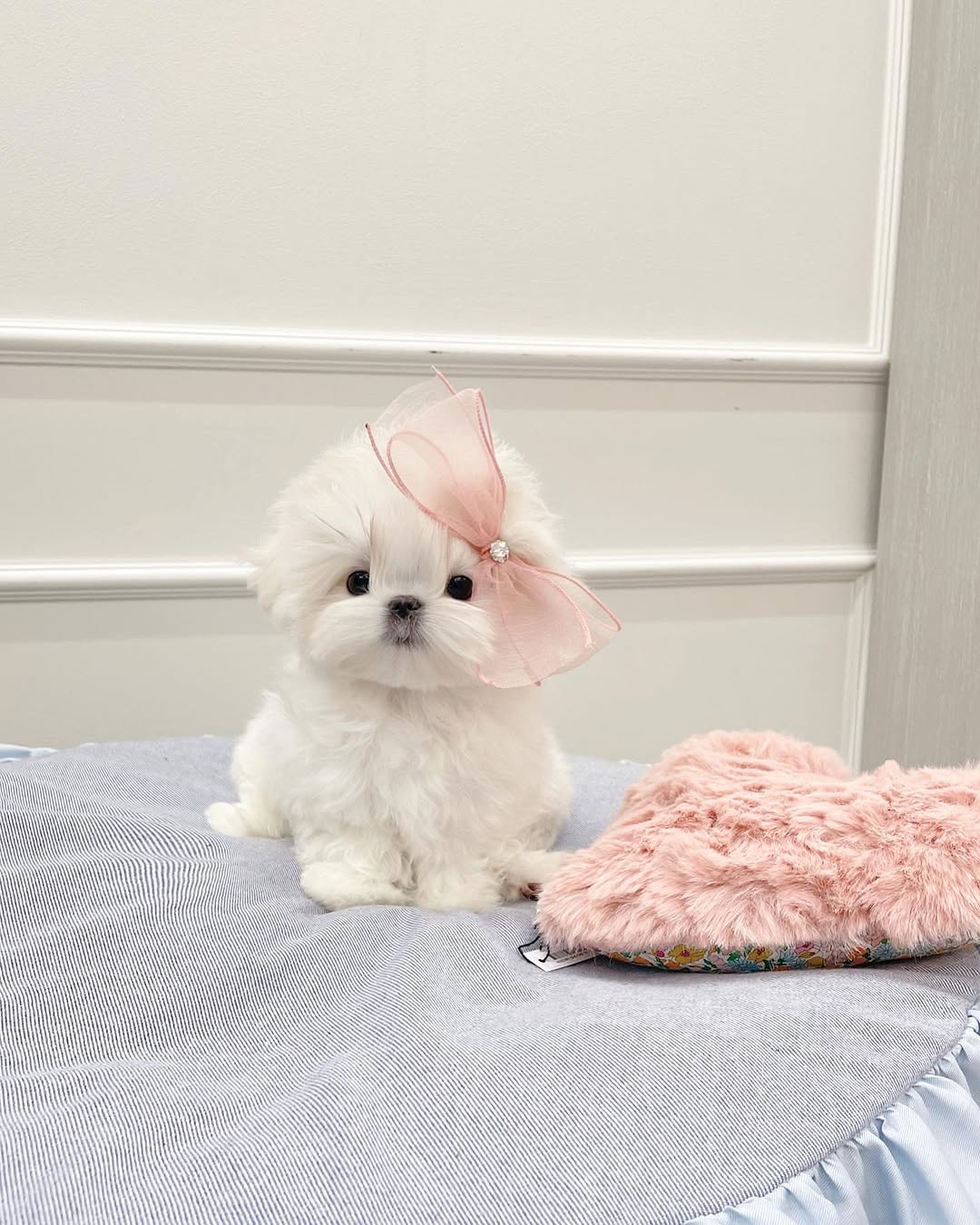 Angel Maltese puppy photo 2