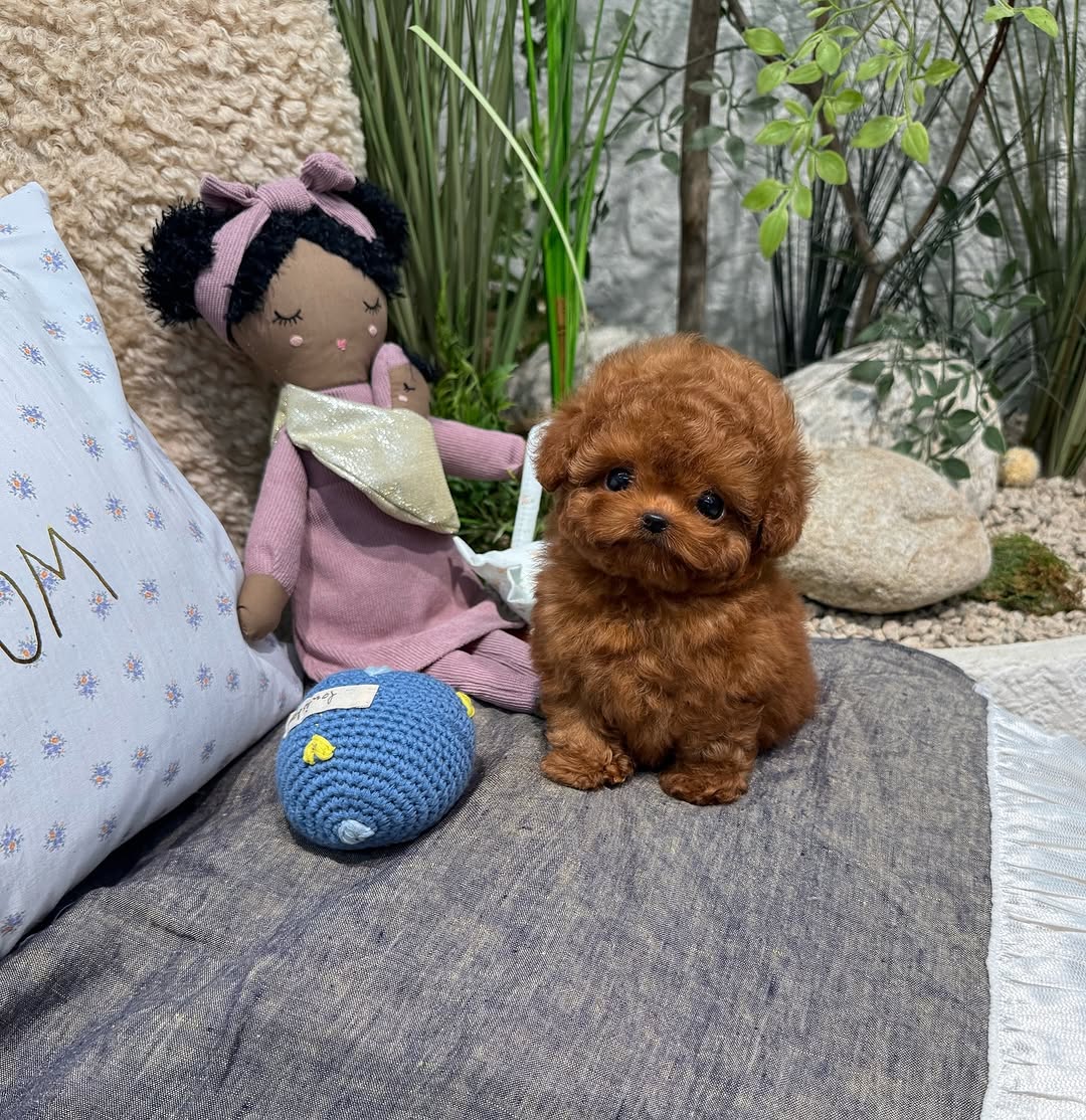 Apollo - Male Teacup Poodle Puppy for Sale