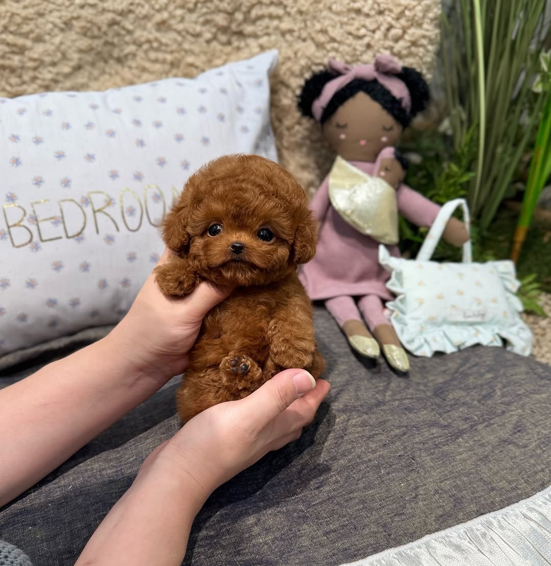 Apollo Poodle puppy photo 2