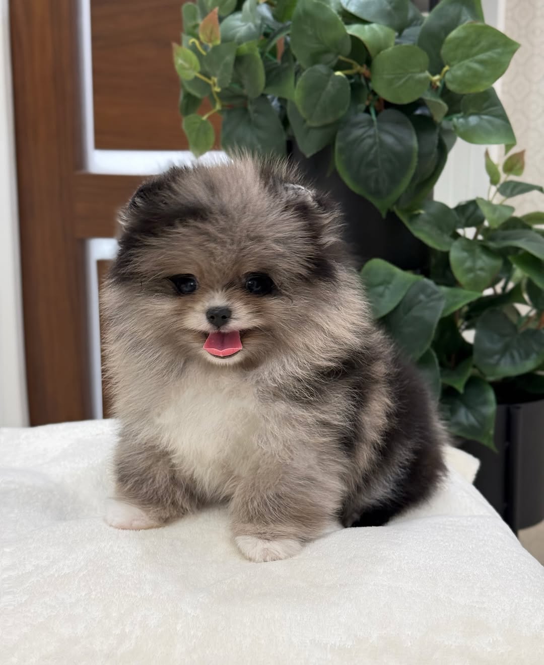 Bear - Male Home Raised Pomeranian Puppy for Sale