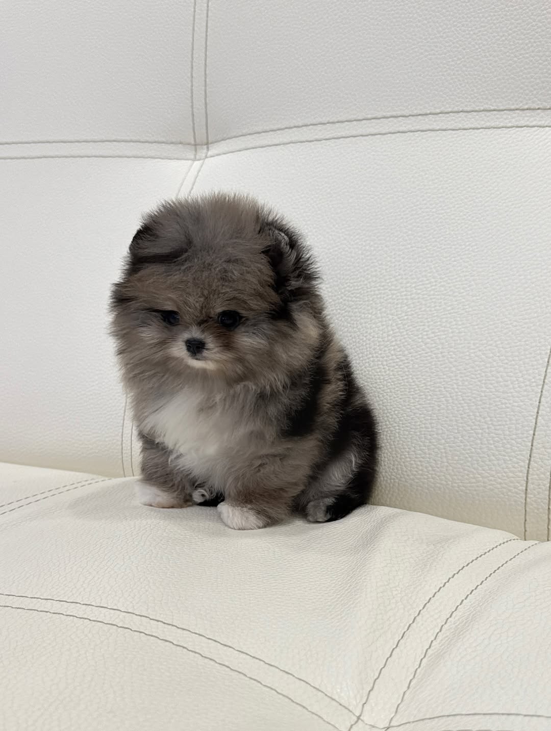 Bear Pomeranian puppy photo 2