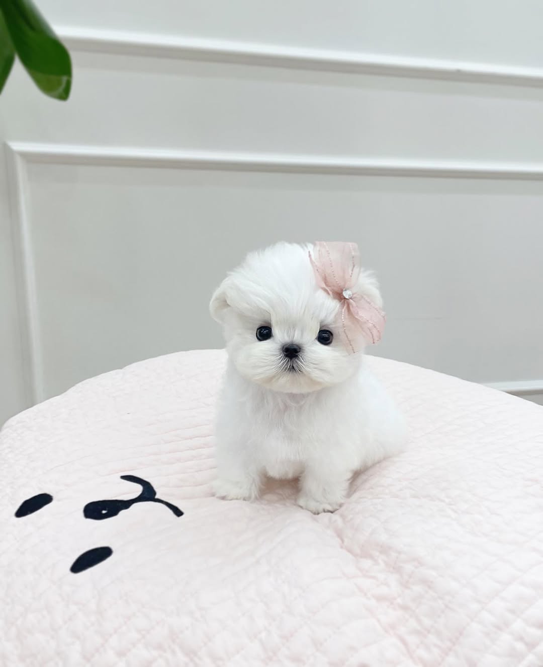 Bella maltese puppy