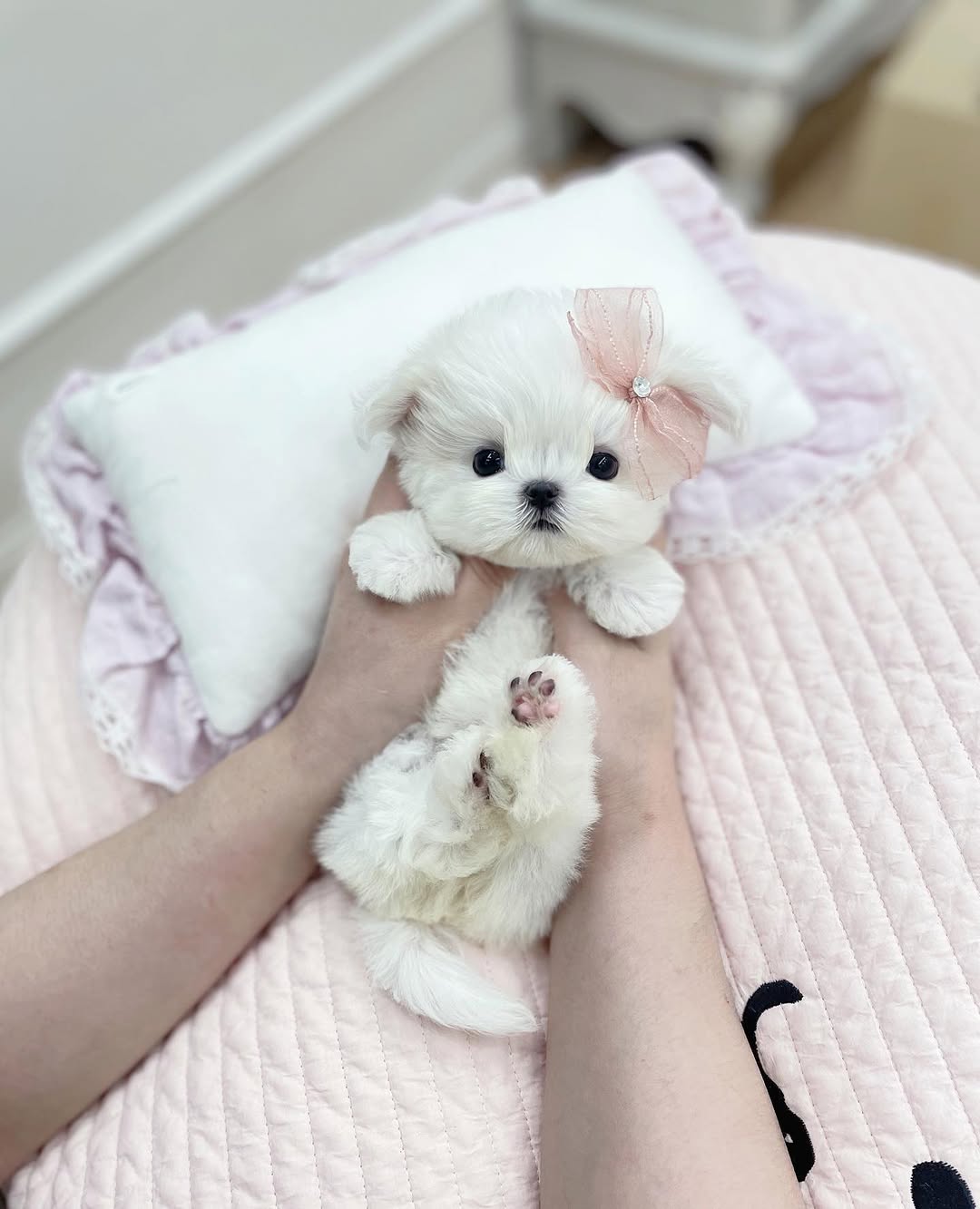 Bella Maltese puppy photo 2