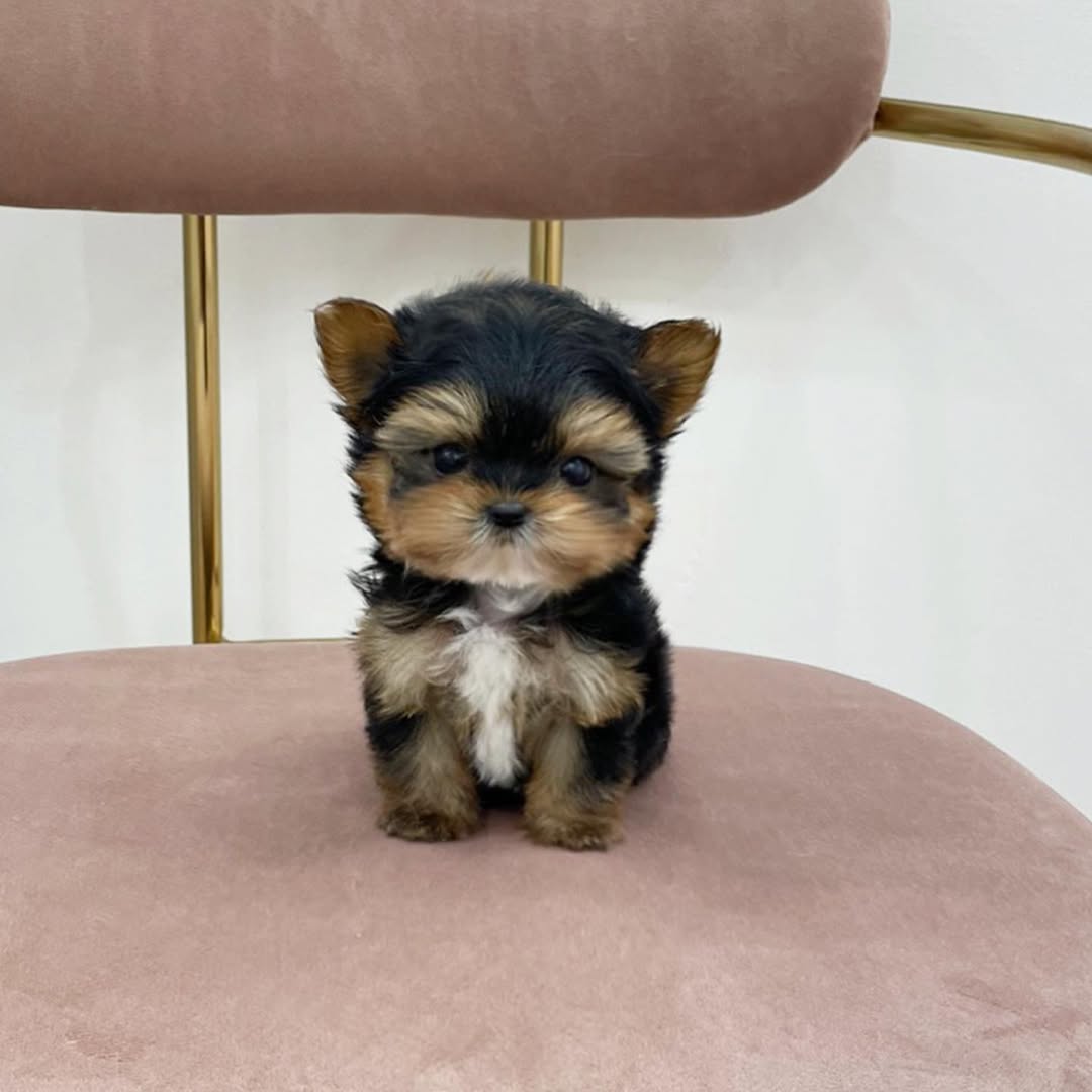 Bentley - Male Teacup Yorkie Puppy for Sale