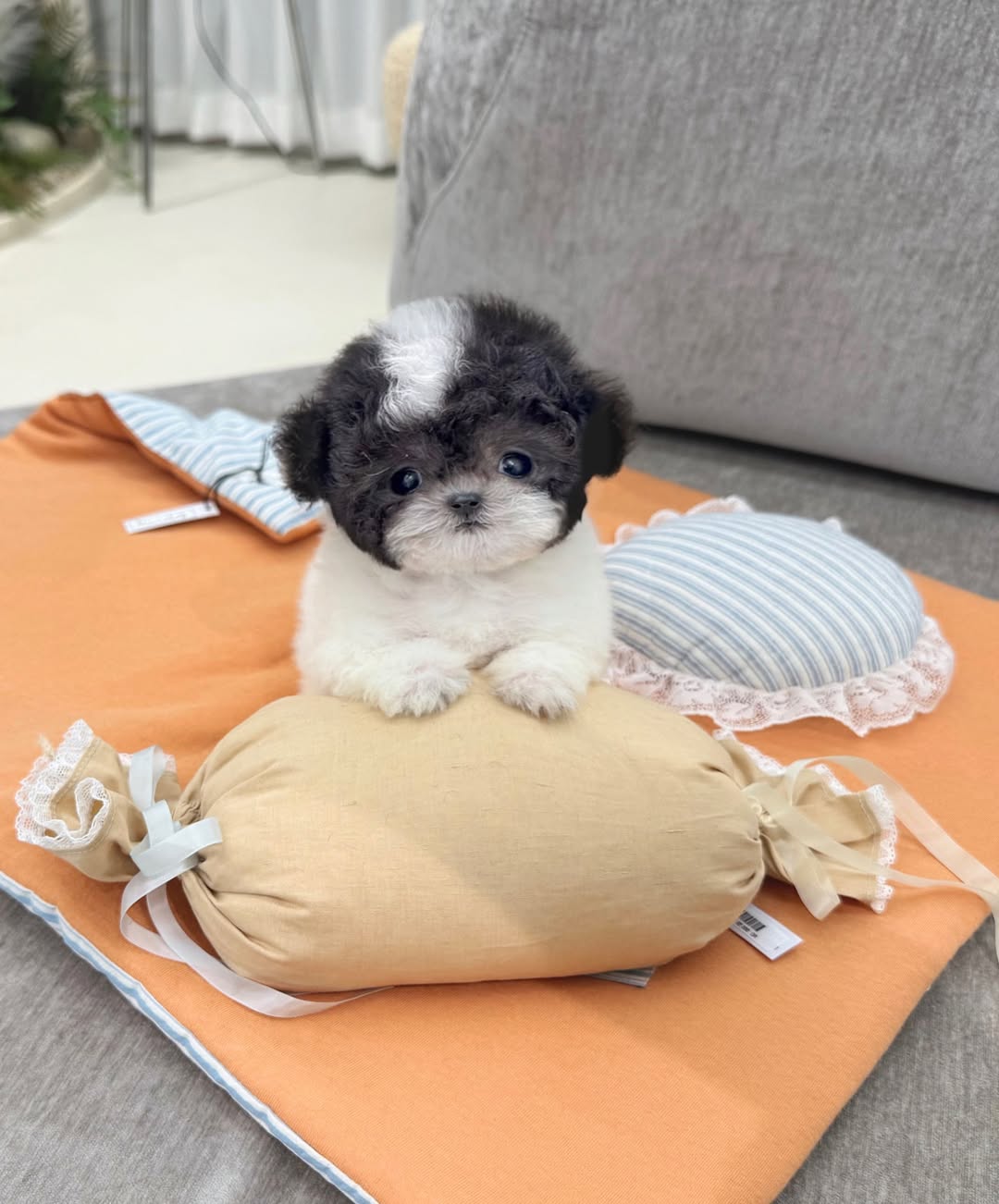 Bijou - Female Teacup Poodle Puppy for Sale