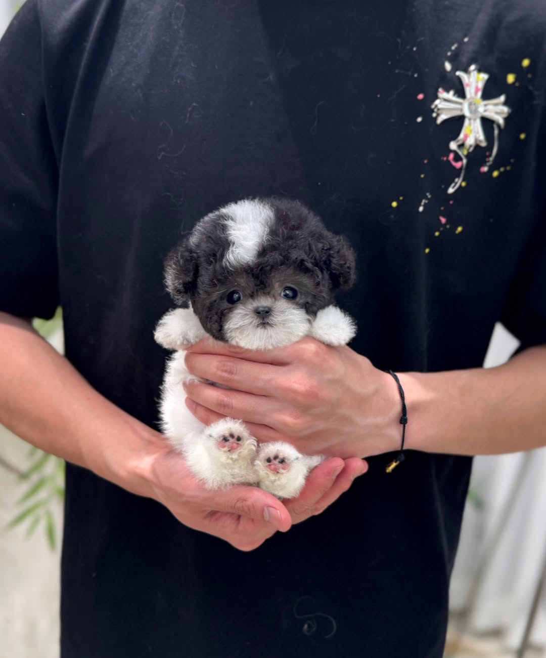 Bijou Poodle puppy photo 2
