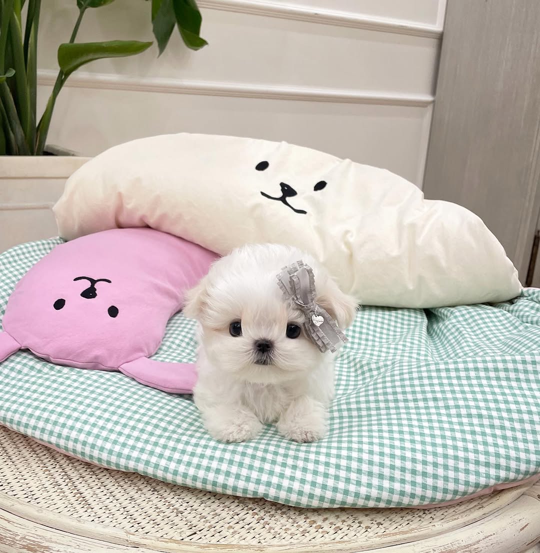 Casper - Male Teacup Maltese Puppy for Sale