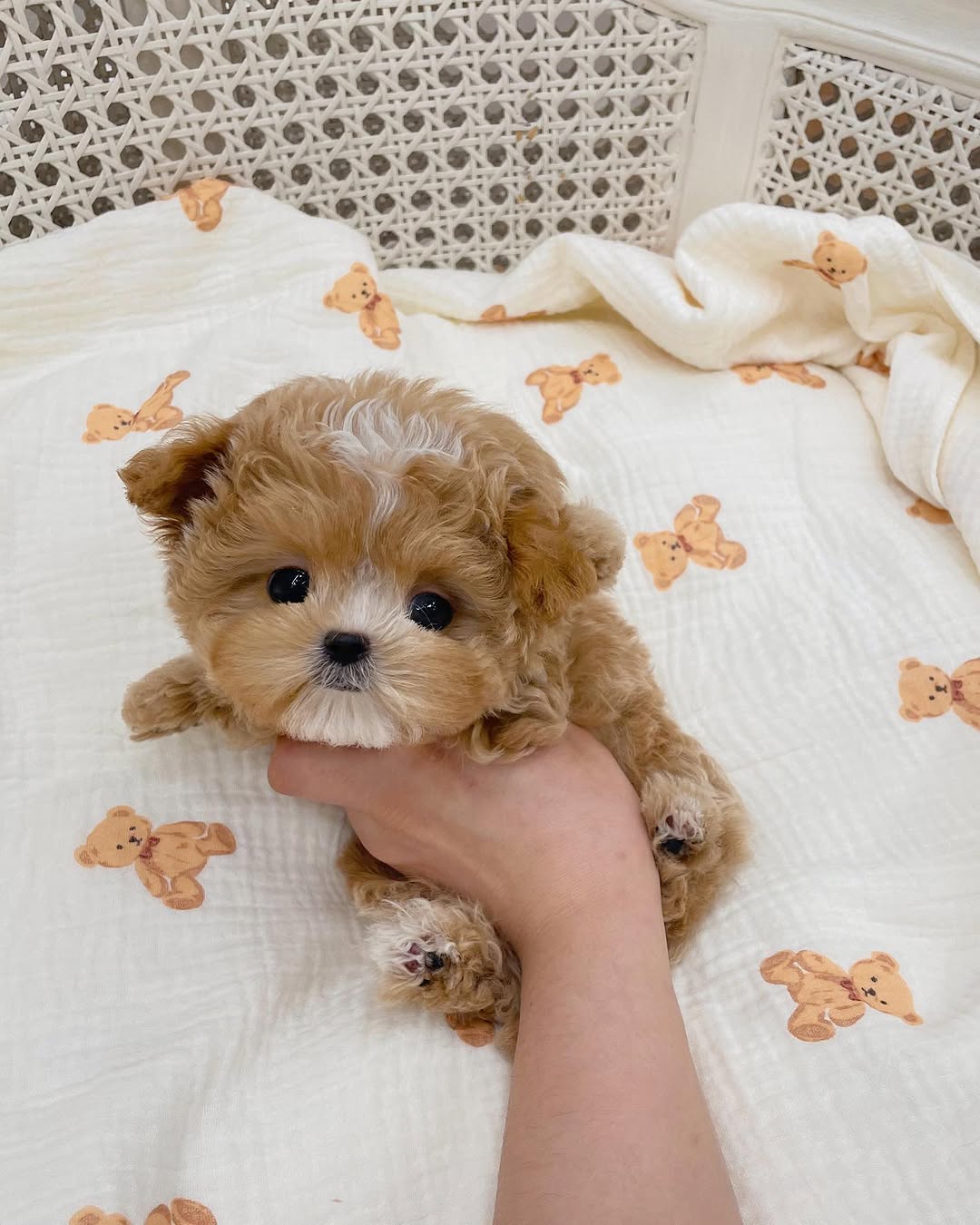Charlie Maltipoo puppy photo 2