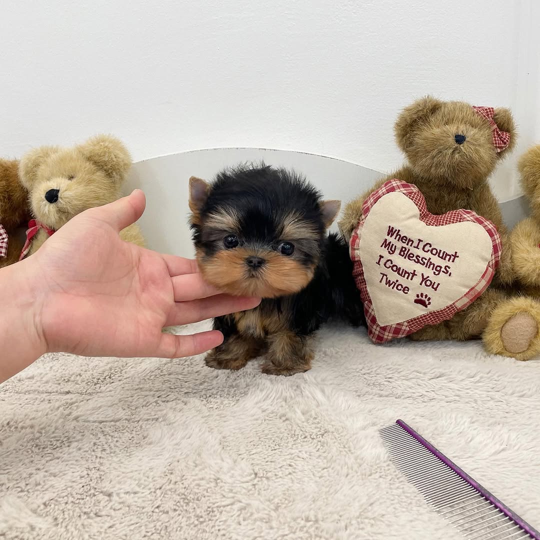 Chloe - Female Teacup Yorkie Puppy for Sale