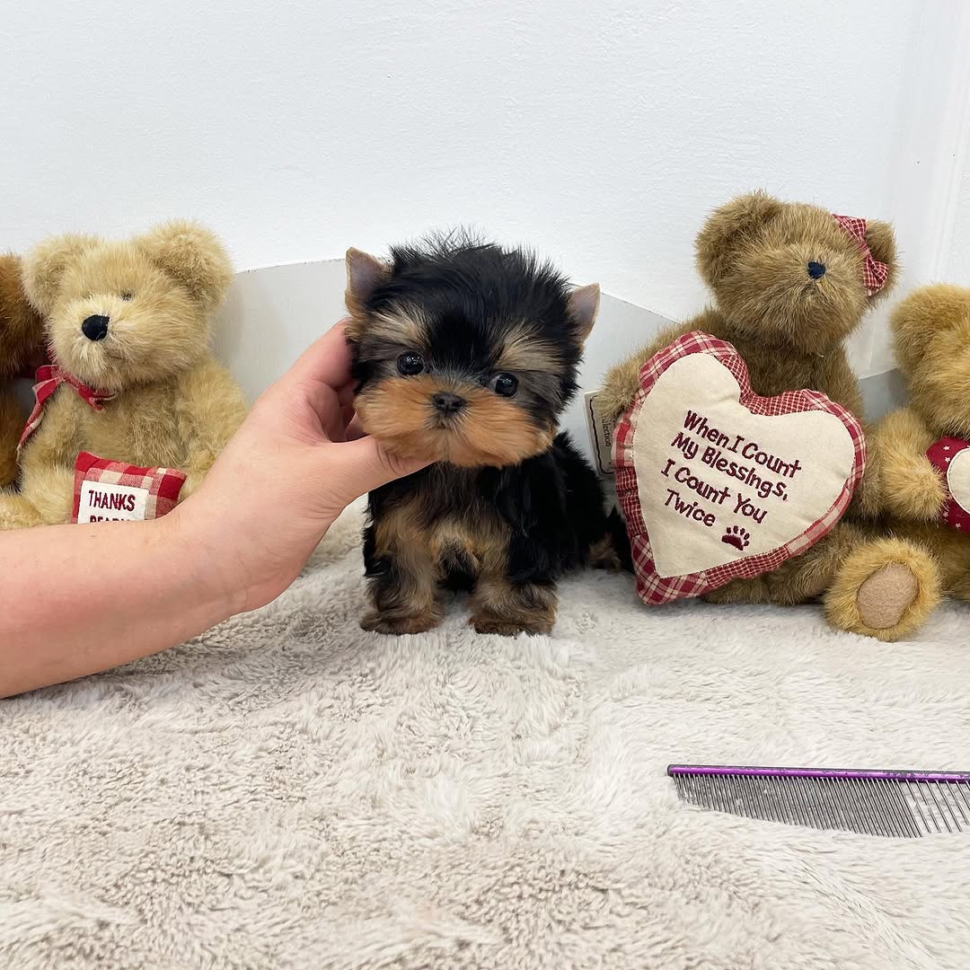 Chloe Yorkie puppy photo 2