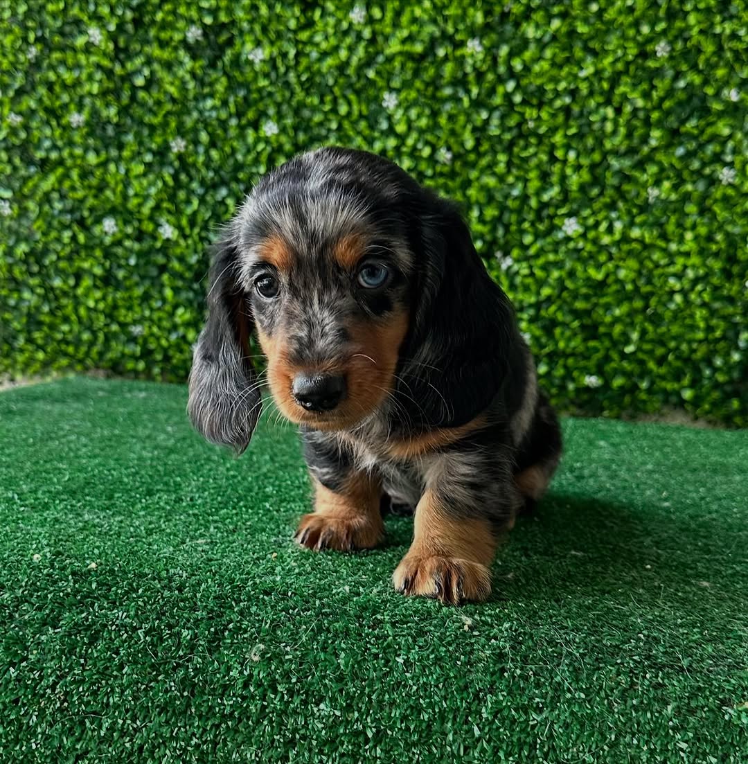 Coco mini dachshund puppy
