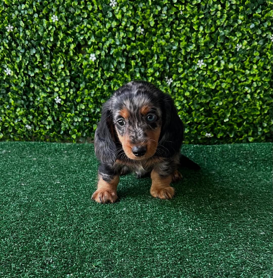 Coco Dachshund puppy photo 2