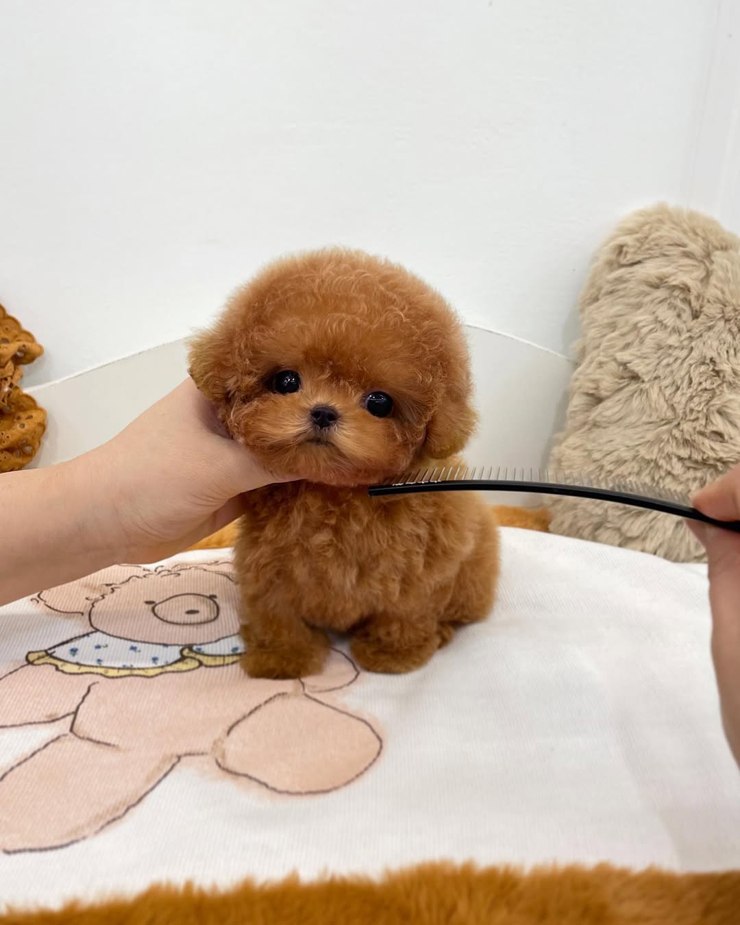 Daisy - Female Teacup Poodle Puppy for Sale