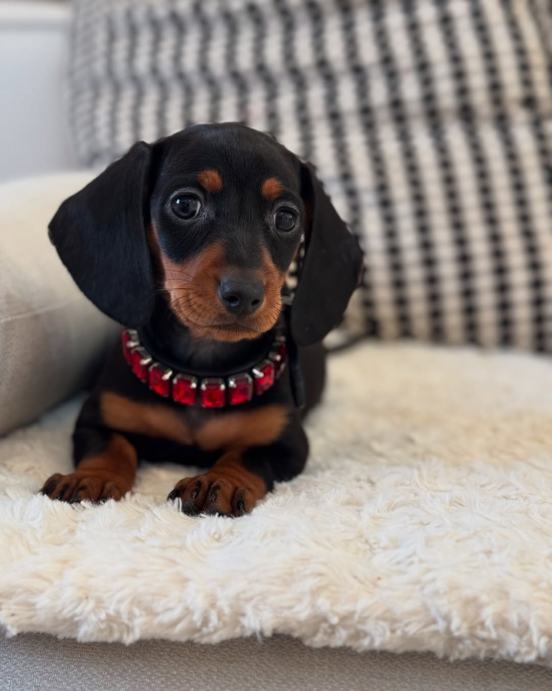 Daphne - Female Teacup Dachshund Puppy for Sale