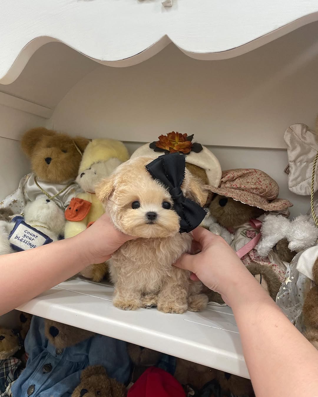 Gigi Poodle puppy photo 2