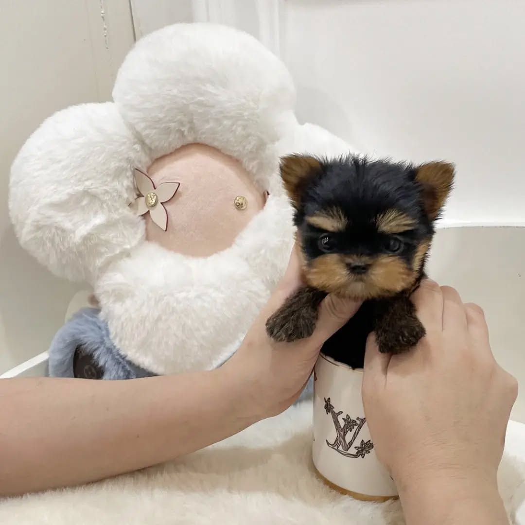 Gizmo - Male Teacup Yorkie Puppy for Sale