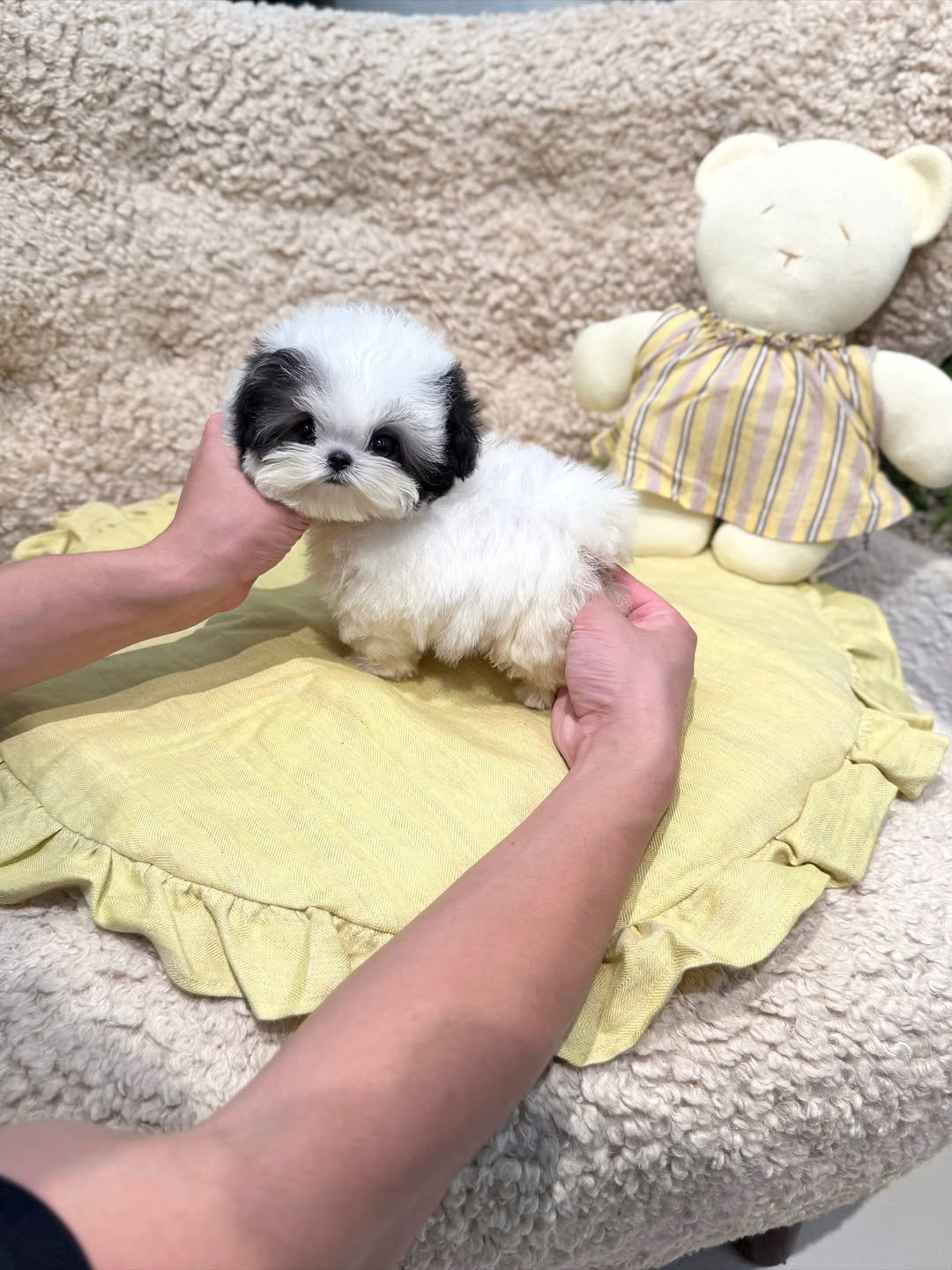Lola Maltipoo puppy photo 2