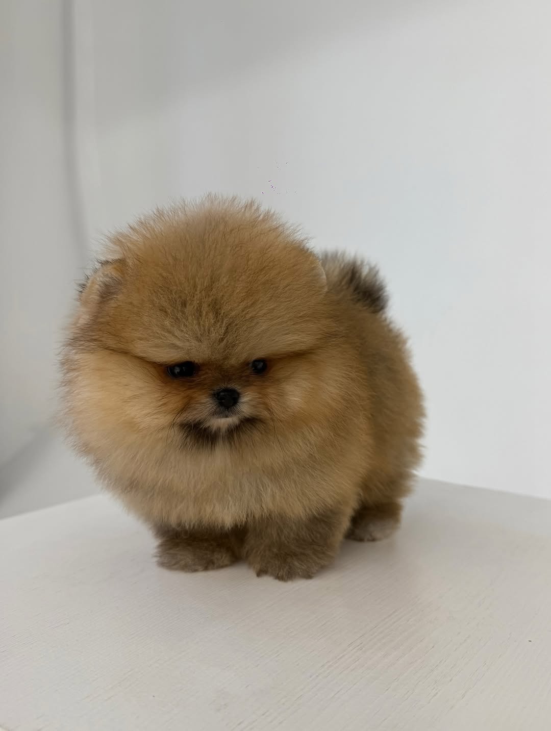 Lucy Pomeranian puppy photo 2