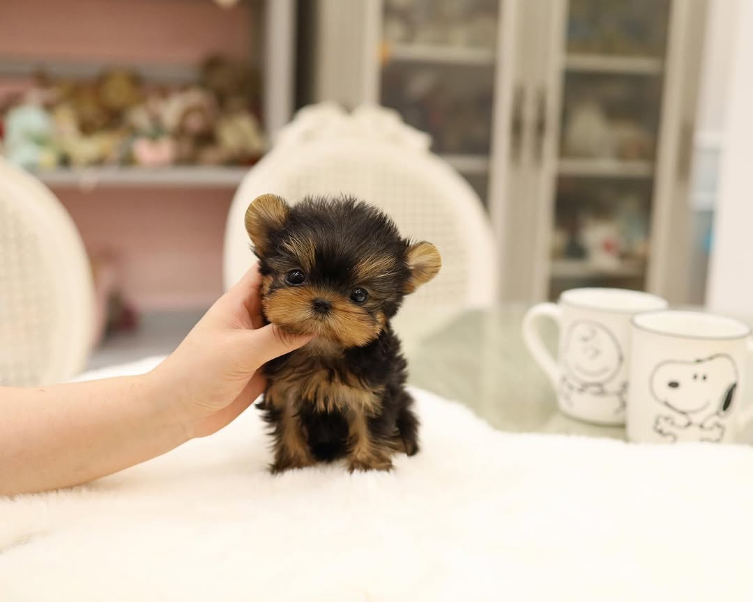 Max yorkie puppy