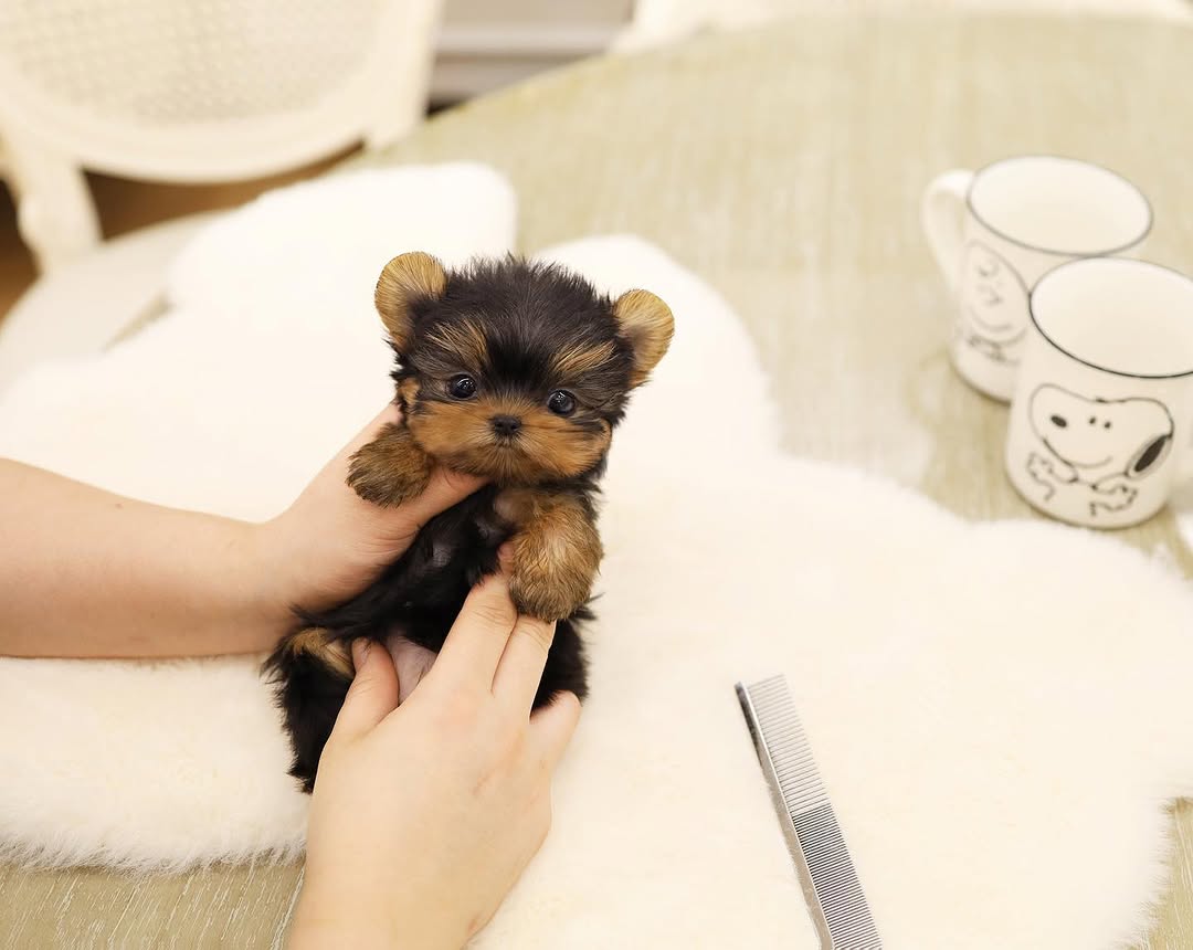 Max Yorkie puppy photo 2