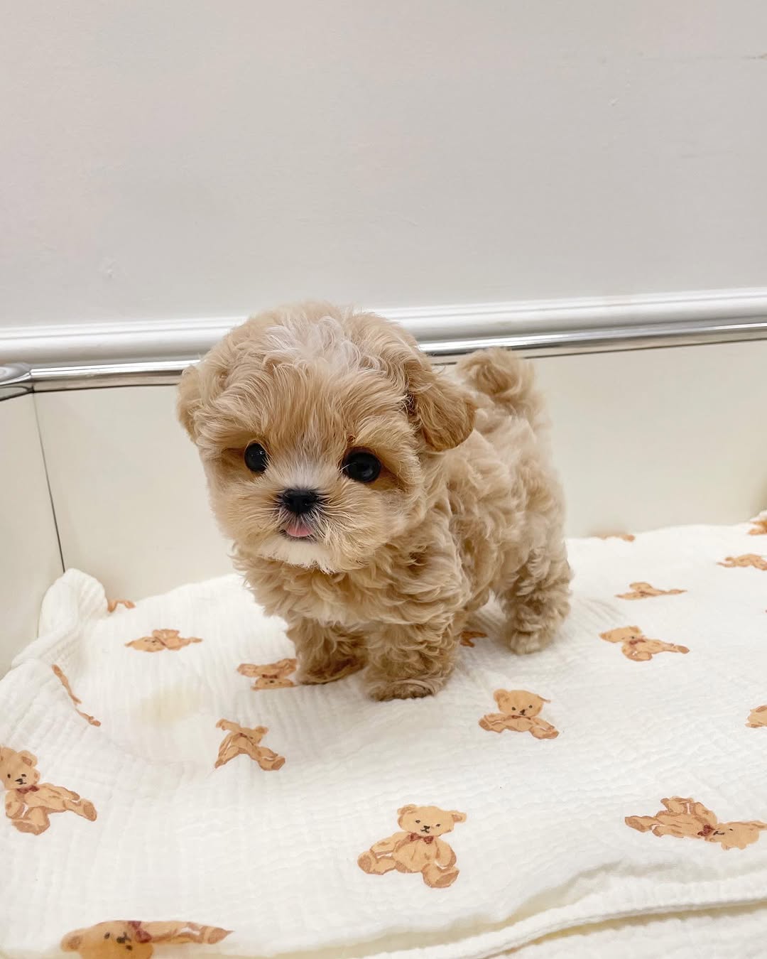 Milo Maltipoo puppy photo 2