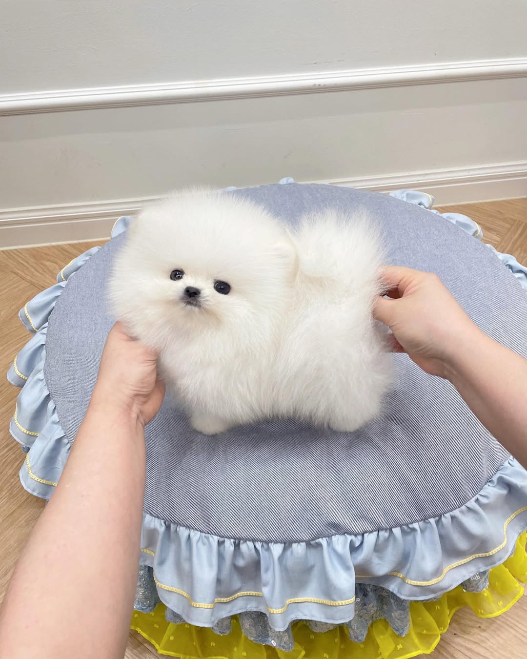 Mochi Pomeranian puppy photo 2