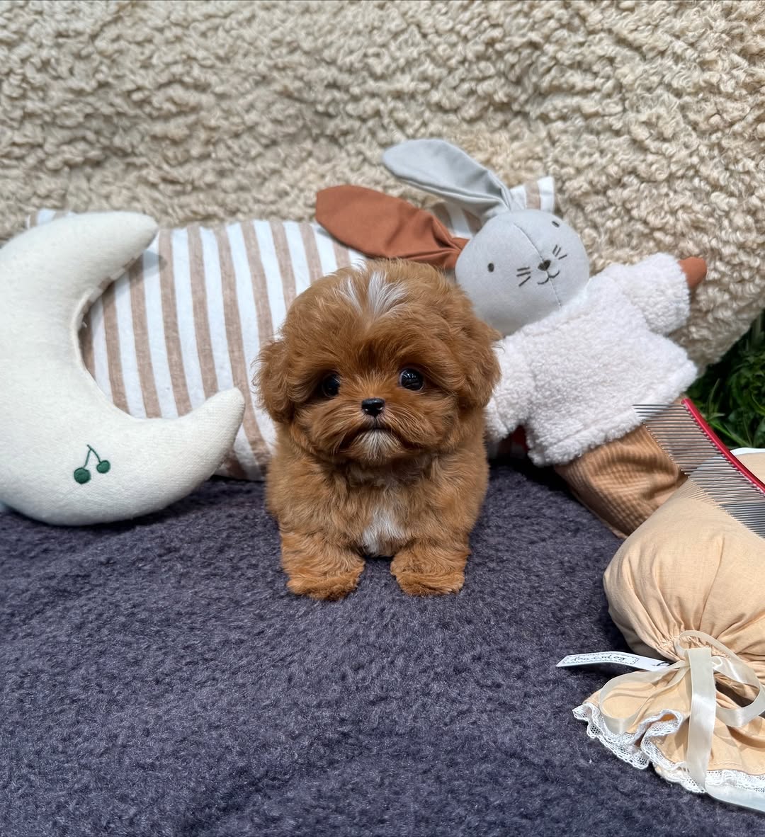 Oliver Maltipoo puppy photo 2