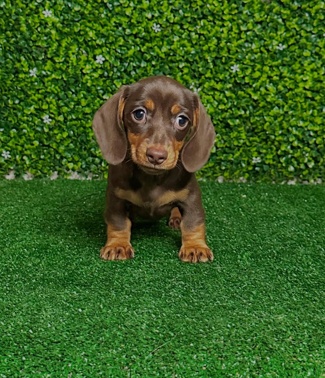 Oscar mini dachshund puppy