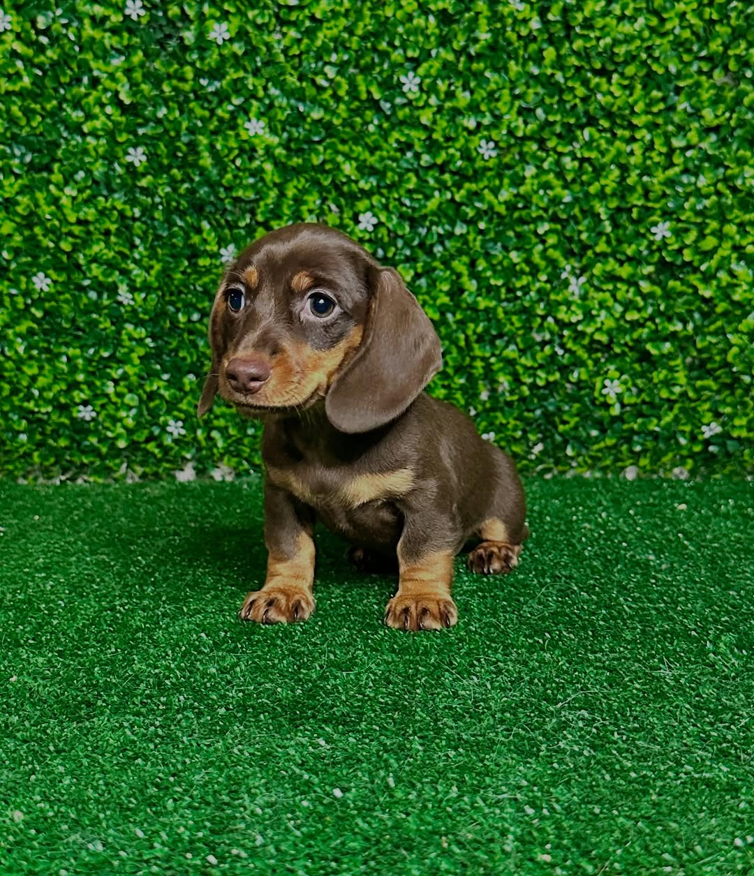 Oscar Dachshund puppy photo 2