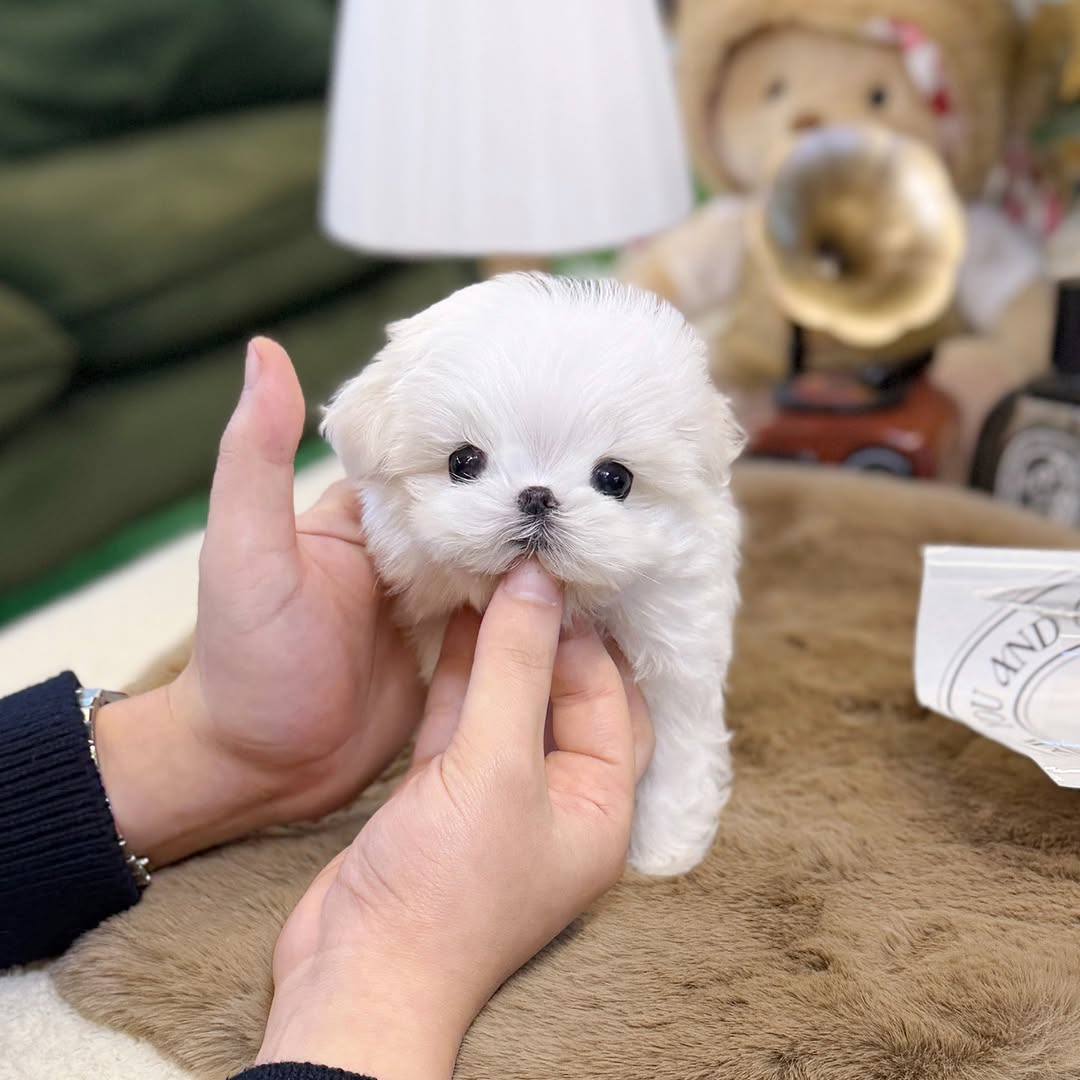 Pearl - Female Teacup Maltese Puppy for Sale