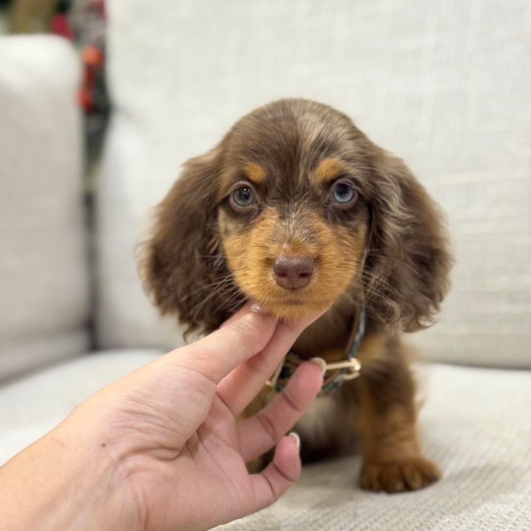Penny mini dachshund puppy
