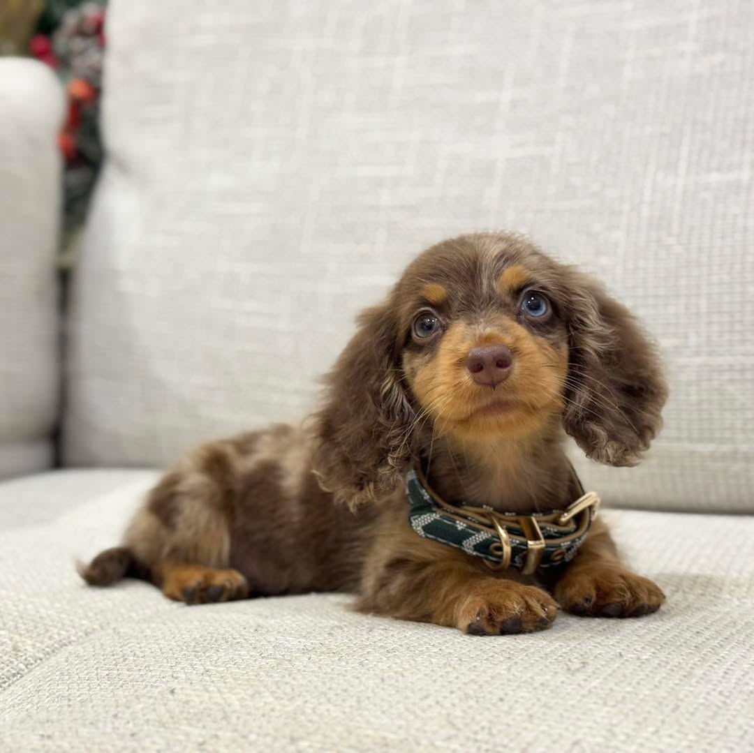 Penny Dachshund puppy photo 2