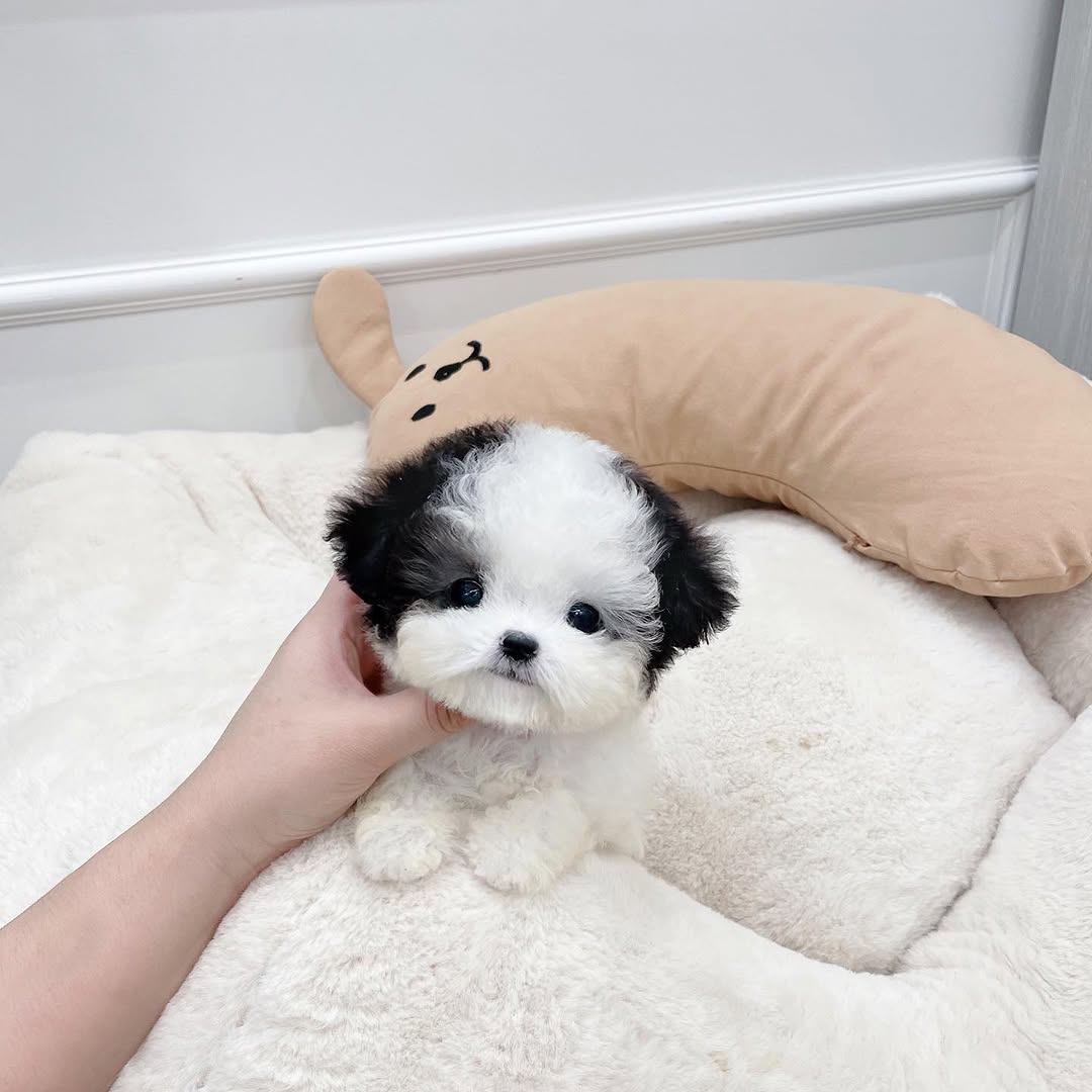 Pierre Poodle puppy photo 2