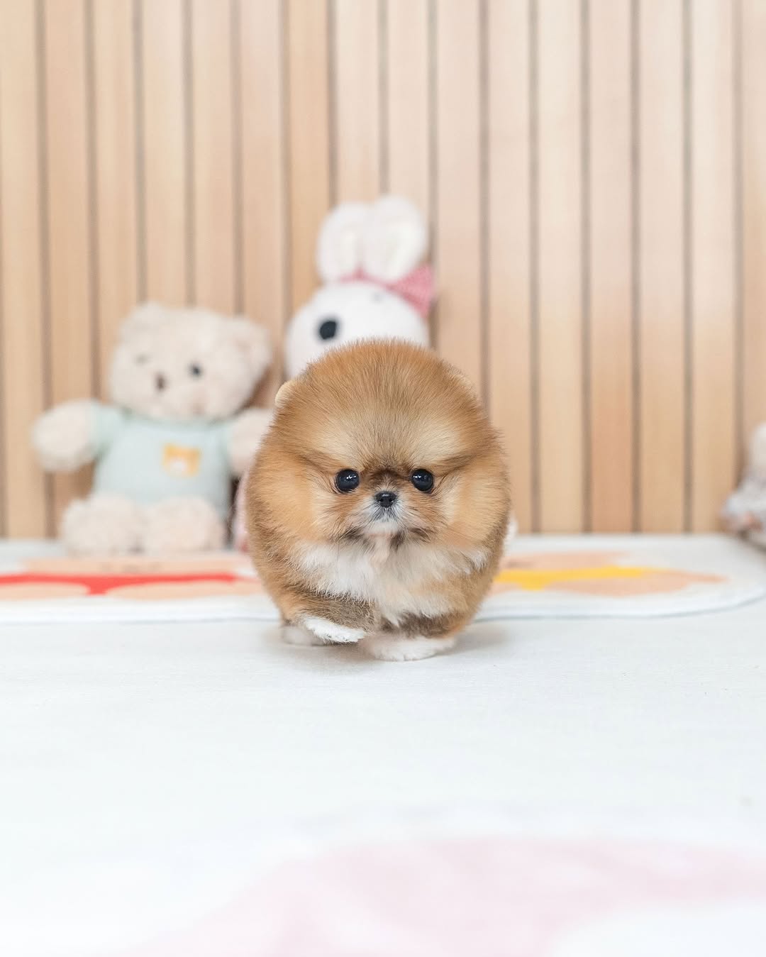 Poppy - Female Teacup Pomeranian Puppy for Sale
