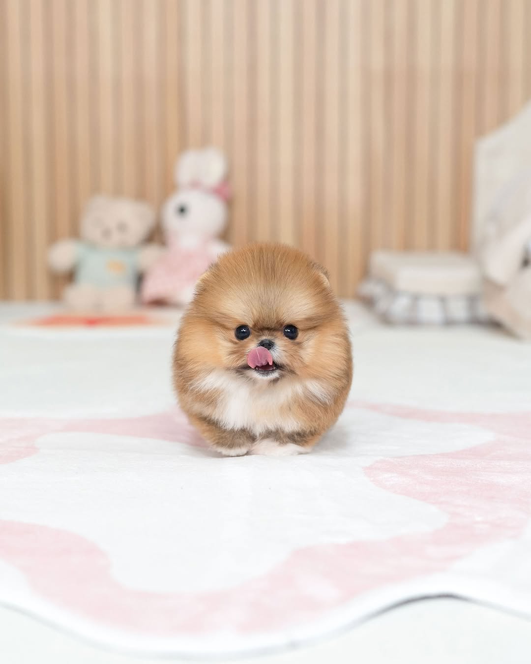 Poppy Pomeranian puppy photo 2