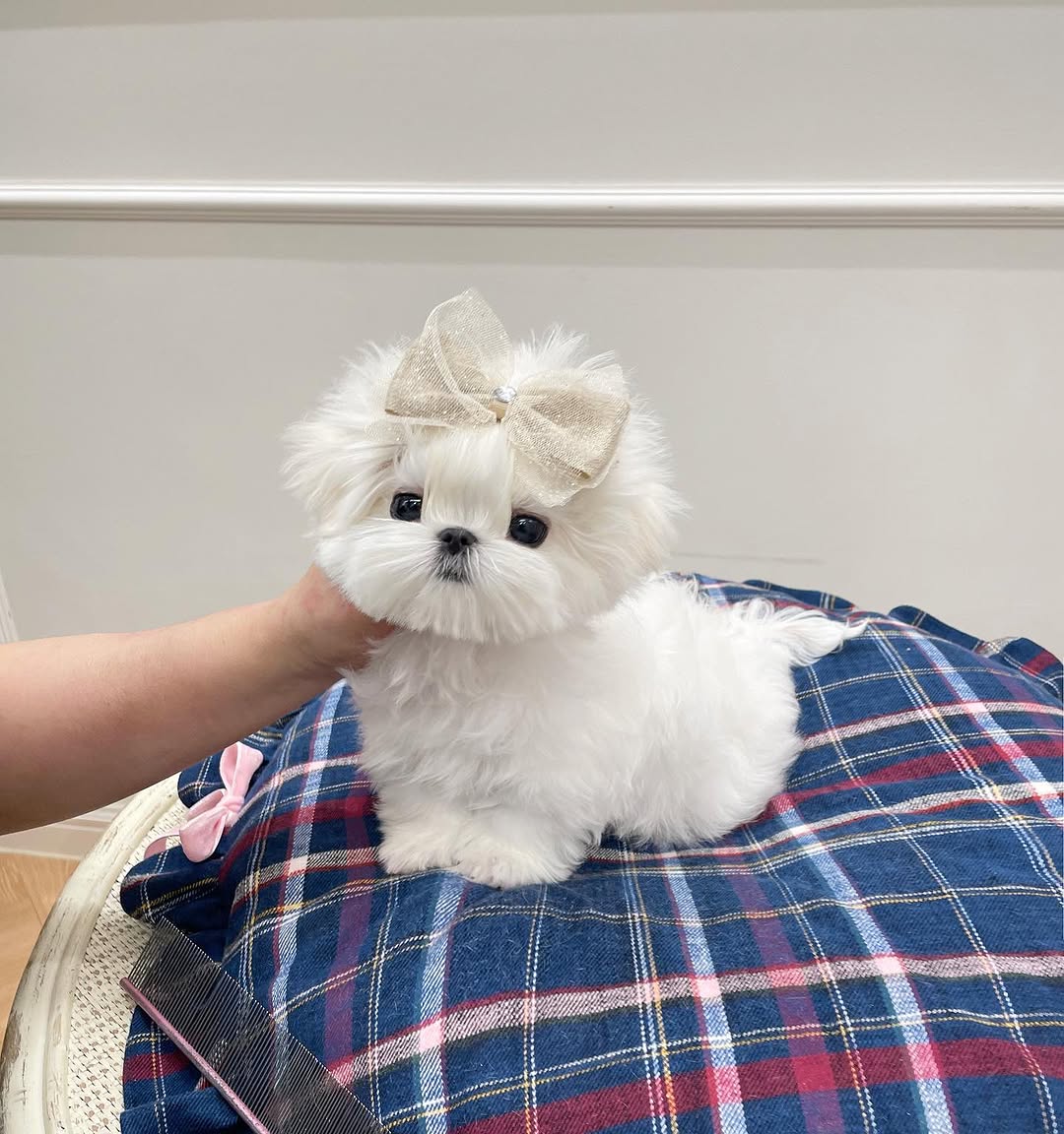 Snowy maltese puppy