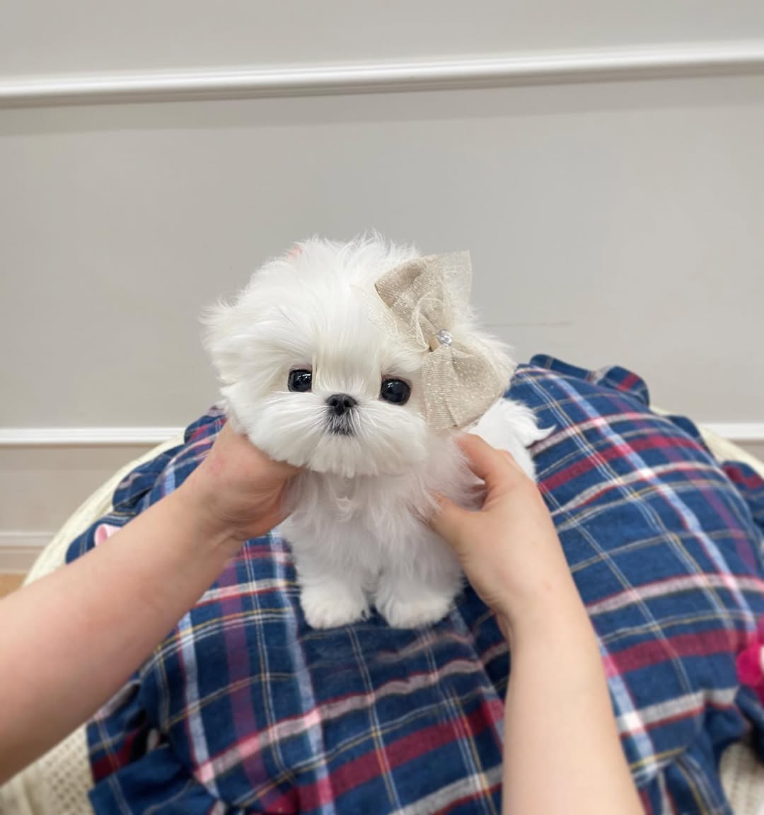 Snowy Maltese puppy photo 2