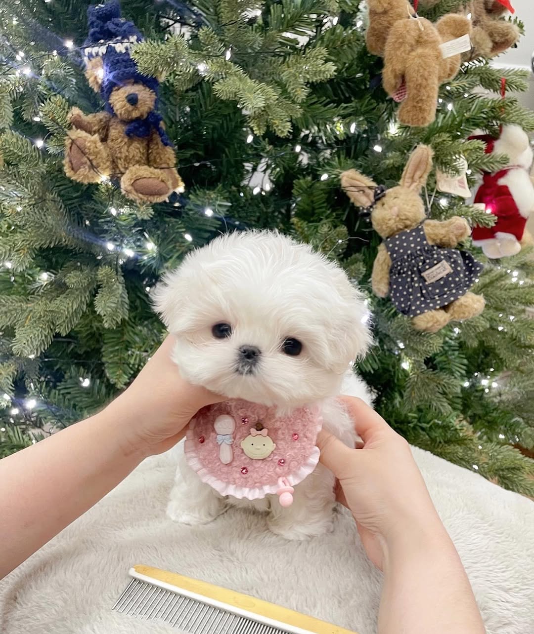 Teddy - Male Teacup Maltese Puppy for Sale
