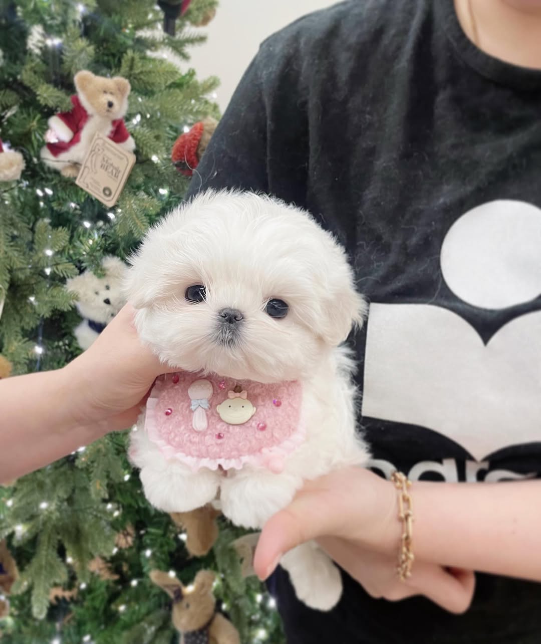 Teddy Maltese puppy photo 2