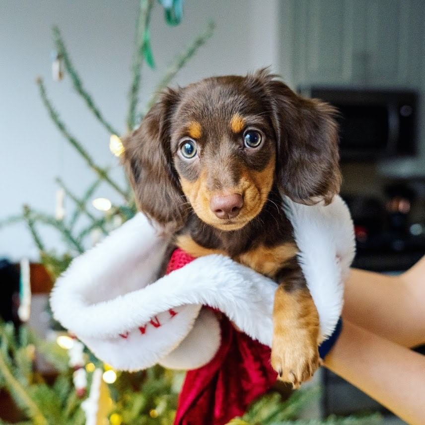 Reserve your teacup puppy with refundable $300 fee